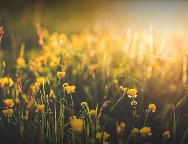 Field of yellow flowers in soft focus